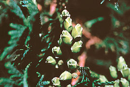Thuja occidentalis berries.jpg