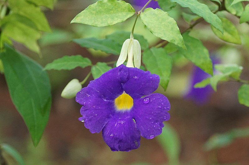 File:Thunbergia erecta 01322.JPG