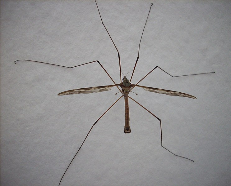 File:Tipula maxima-20080710-07.jpg