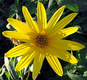 Alcachofra de Jerusalém (Helianthus tuberosus)