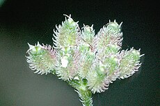 Torilis.japonica3.-.lindsey.jpg