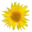 MediaWiki flower