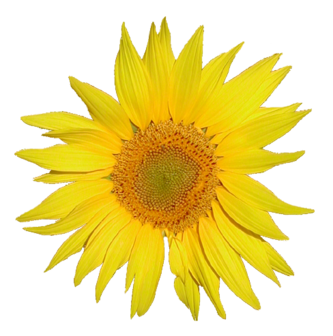 Tournesol