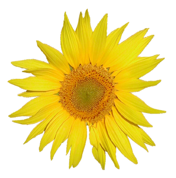 File:Tournesol.png