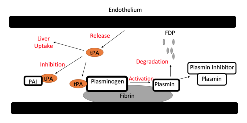 File:Tpa pathways .png