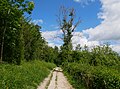 Track alongside Meenfield Wood, part of Shoreham Wood near Shoreham.