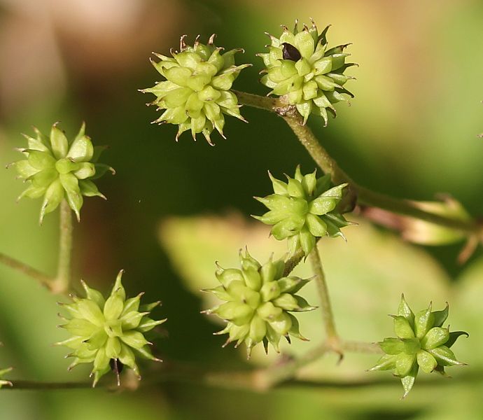 File:Trautvetteria caroliniensis (fruits s3).jpg