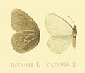 Triphysa nervosa, syn. Coenonympha nervosa