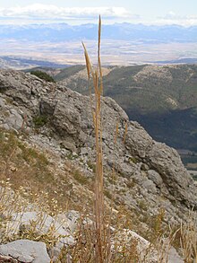 Trisetum spicatum (3938670853) .jpg