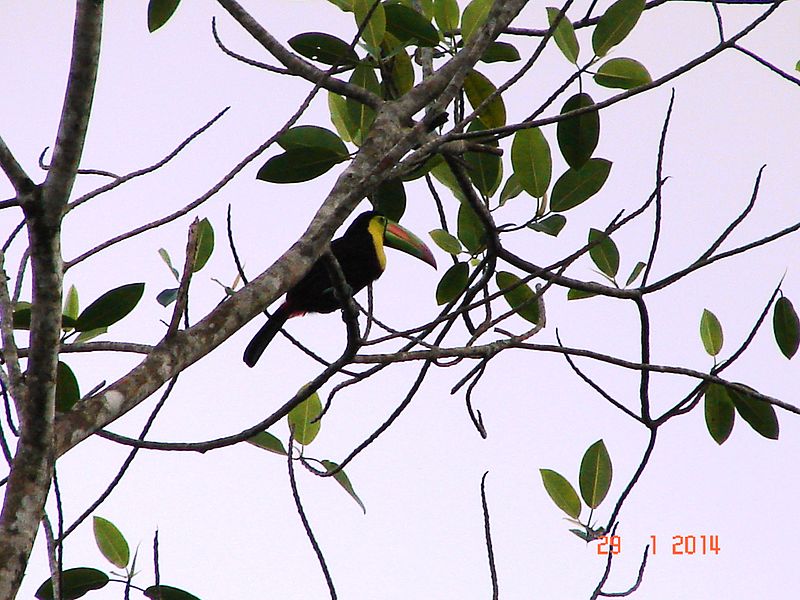 File:Tucan Arcoiris.jpg