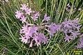 Tulbaghia violacea (Zimmerknoblauch)