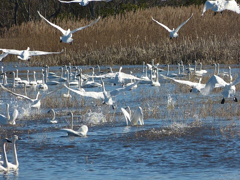 File:Tundra swans (21523232431).jpg