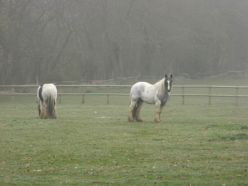 File:Two shire horses in a misty field.jpg