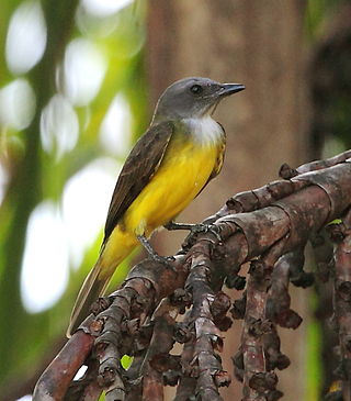 <span class="mw-page-title-main">Sulphury flycatcher</span> Species of bird