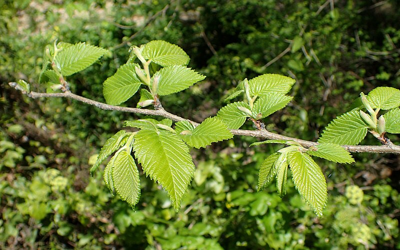 File:Ulmus canescens kz2.jpg