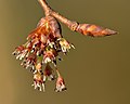 Ulmus laevis flowers - Keila.jpg