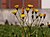 Lapsana communis flowers.jpg