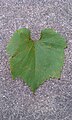 Unidentified grape leaf, front.