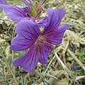 An unknown violett flower