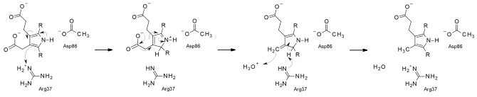 Proposed reaction mechanism of uroporphyrinogen III decarboxylase UroD mechanism.svg