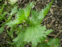 Крапива сорняк. Urtica urens. Крапива + Полынь. Крапива лебеда.