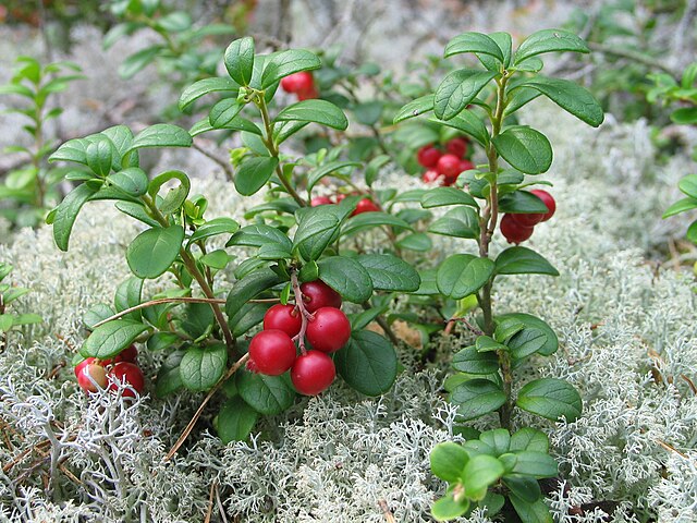 Red Whortleberry one of the plant badges of Clan Davidson. The other being Boxwood.