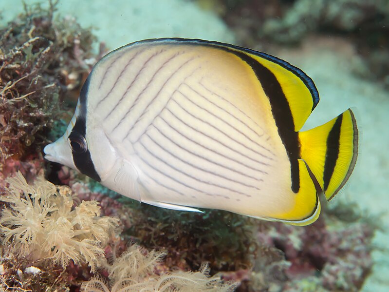 File:Vagabond butterflyfish (Chaetodon vagabundus) (24463911358).jpg