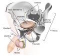 Thumbnail for Reversible inhibition of sperm under guidance