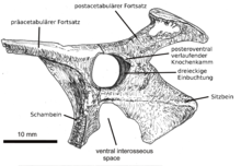 Drawing of the pelvis Vectidraco pelvis de.png