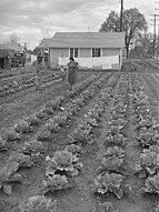 Les jardins des maisons de travail augmentent les revenus. Camp de migrants de Tulare. Visalia, Californie. 1940 Pour la FSA