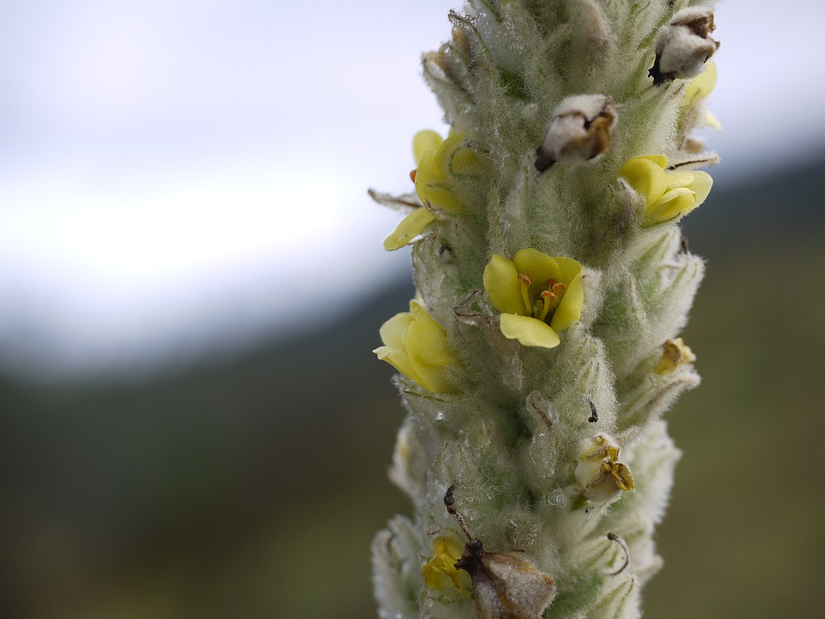 Verbascum Thapsus