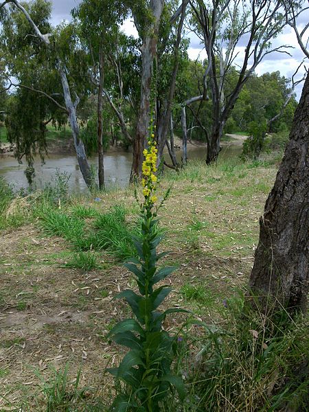 File:Verbascum virgatum 04.jpg