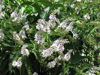 <i>Veronica derwentiana</i> Species of flowering plant in the family Plantaginaceae