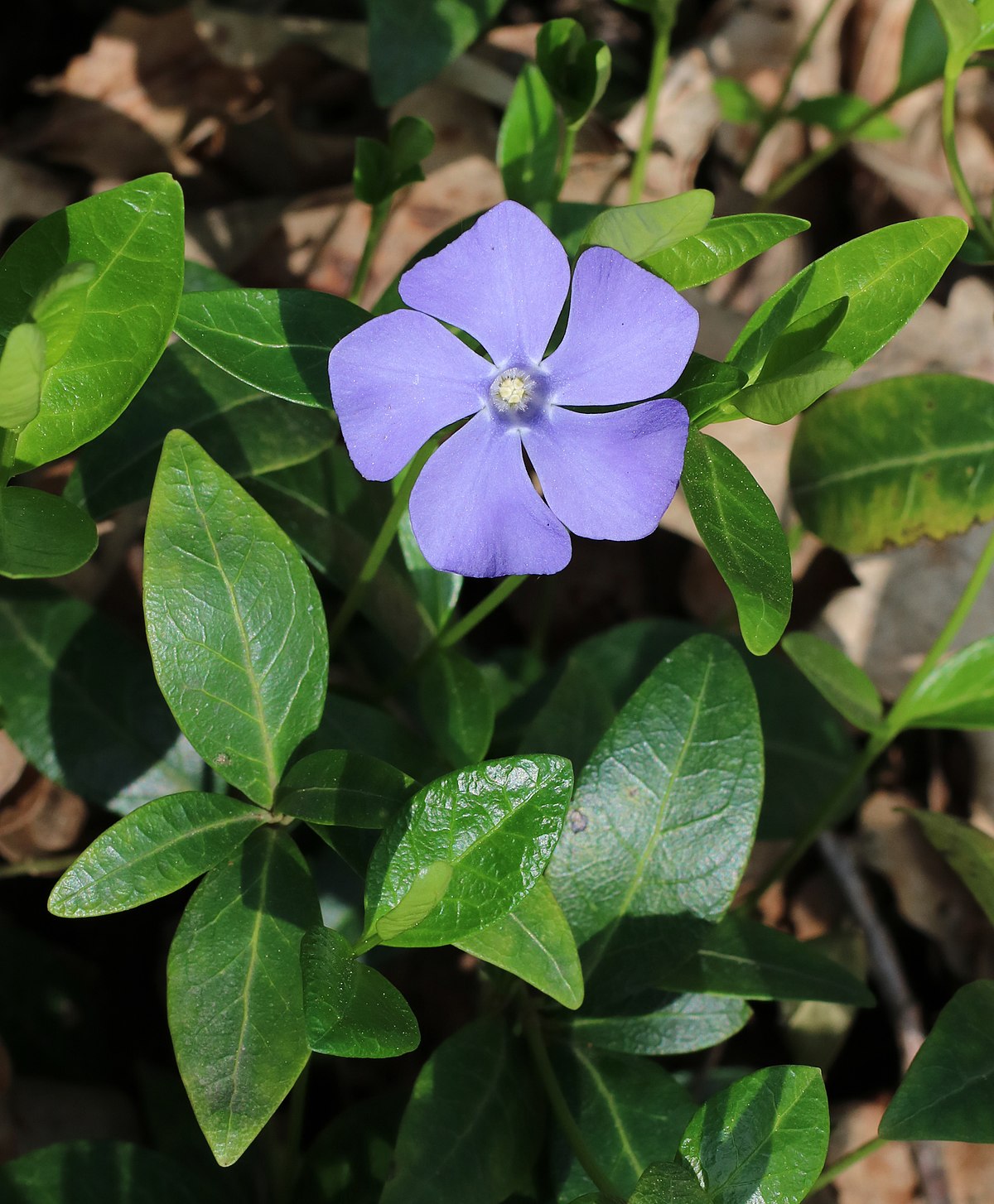 Periwinkle color