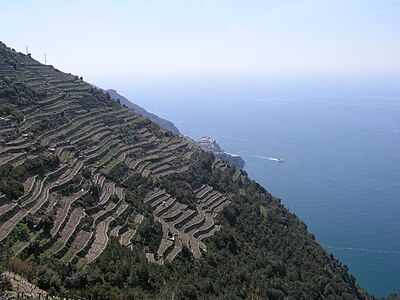 Vineyard Terrasses near of Volastra and Manarola, steep Cinque Terre coast, Mediterranean Sea