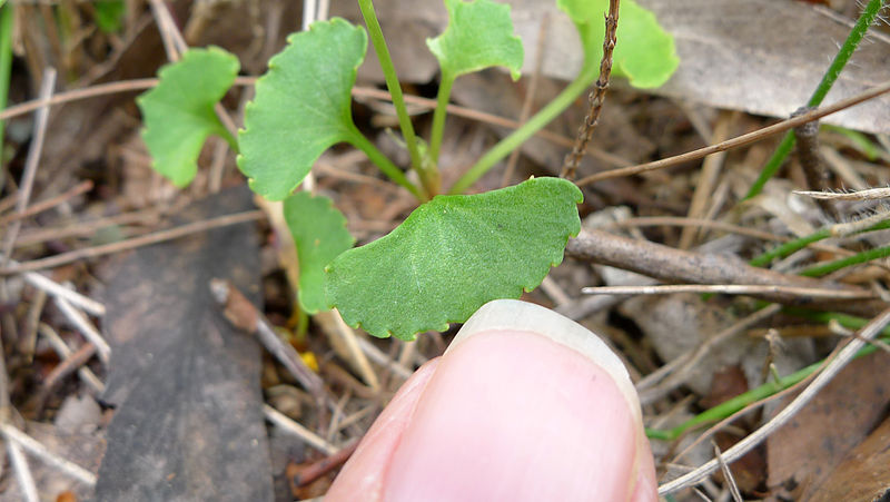 File:Viola hederacea leaf about 14 mm across (15498369463).jpg