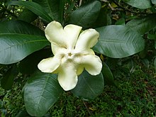 Voacanga Thoarsii-flower-1.jpg