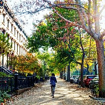 Sidewalk with trees in Brooklyn, New York City.