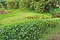 * Nomination Portoviejo, Ecuador: pond covered with the invasive plant species Eichhornia crassipes. --Cayambe 10:37, 2 February 2011 (UTC) * Promotion Good --George Chernilevsky 08:51, 3 February 2011 (UTC)