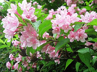 <i>Weigela hortensis</i> Species of plant in the family Caprifoliaceae