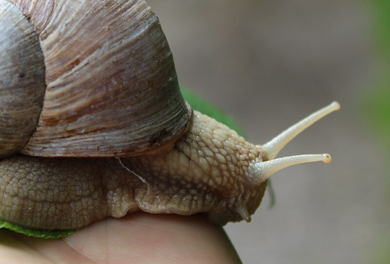 File:Weinberg Snail Eyes.jpg