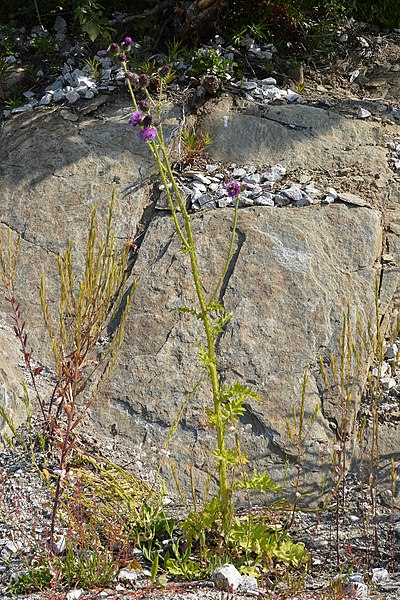 File:Welted Thistle (Carduus crispus) - Hol, Norway 2021-07-24 (02).jpg