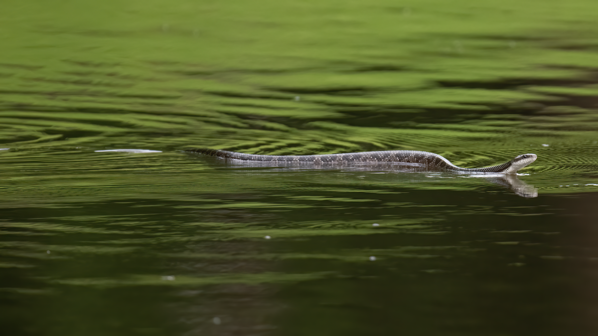 Gray ratsnake - Wikipedia