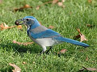 Western Scrub Jay holding an Acorn at Waterfront Park in Portland, OR.JPG