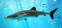 Thumbnail for List of threatened sharks