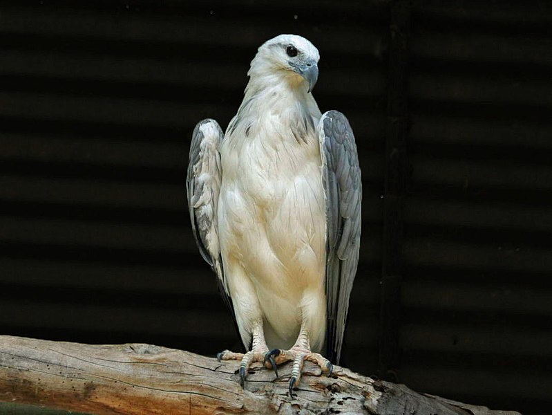 File:White-bellied Sea Eagle RWD.jpg