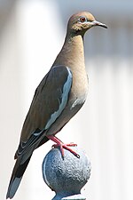 Thumbnail for File:White-winged Dove by Dan Pancamo.jpg