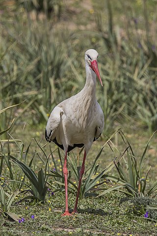 <span class="mw-page-title-main">White stork</span> Species of bird