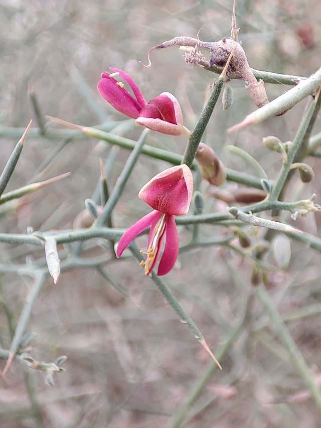 Wild Alhagi in Behbahan, Iran