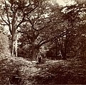 William Drooke Harrison, Le chêne Bodmer, Forêt de Fontainebleau, um 1870/80